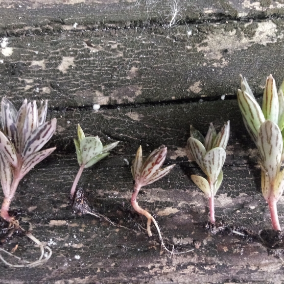 Other - Live Mother of Million SUCCULENT Plants